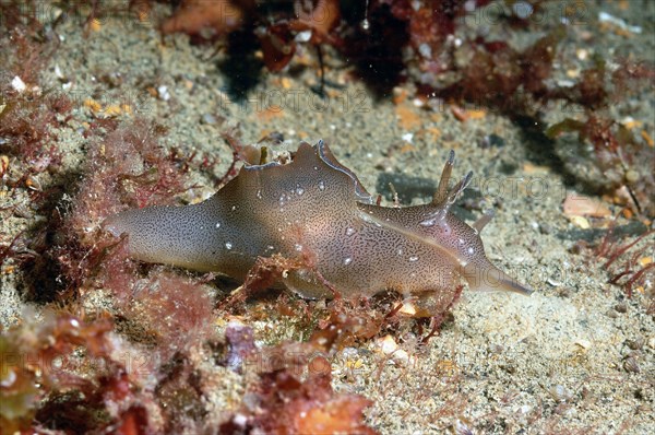 Spotted sea-hare