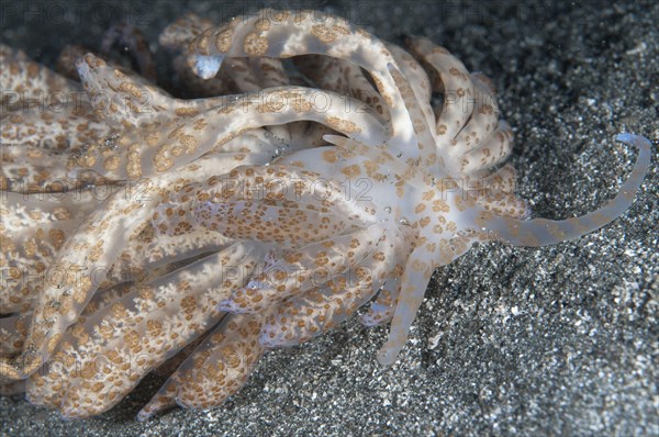 Leather coral thread snail