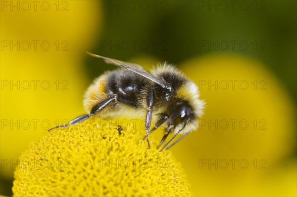 Early Bumblebee