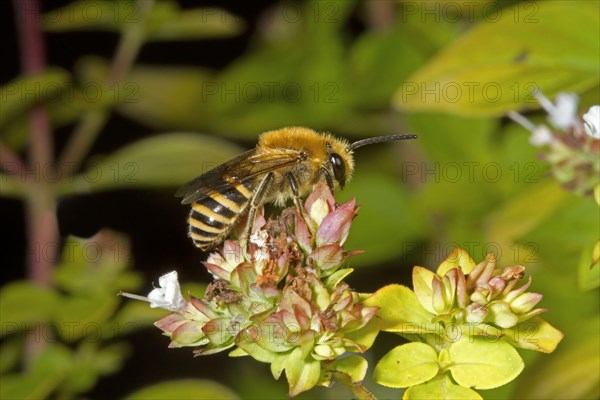 Ivy bee