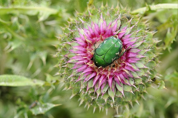 Rose chafer