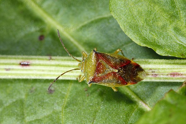 Variegated Leaf bow