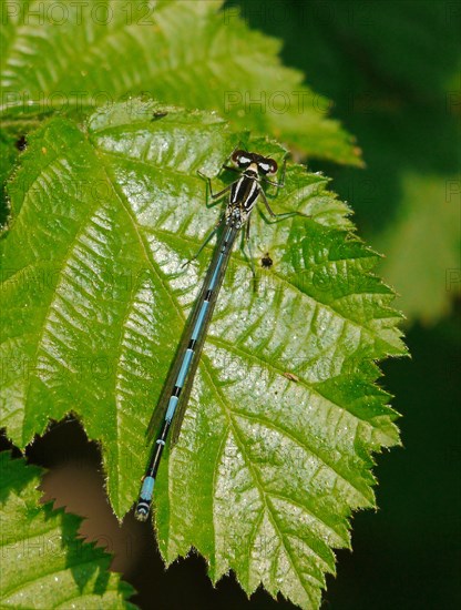 Variable Damselfly