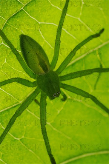 Green huntsman spiders