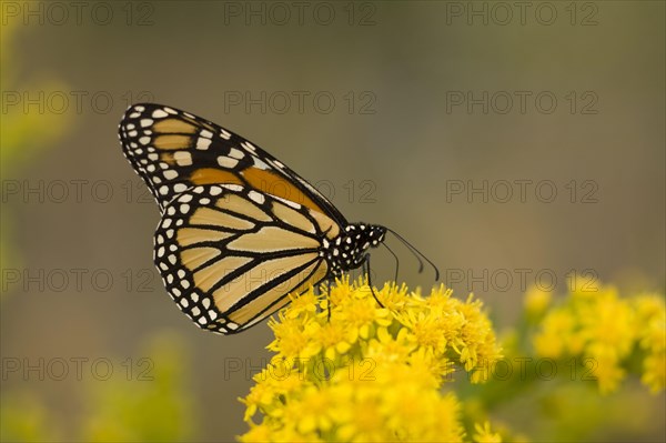 Monarch Butterfly