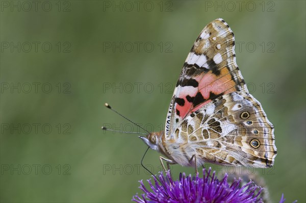 Painted painted lady