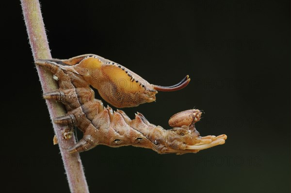 Lobster Moth