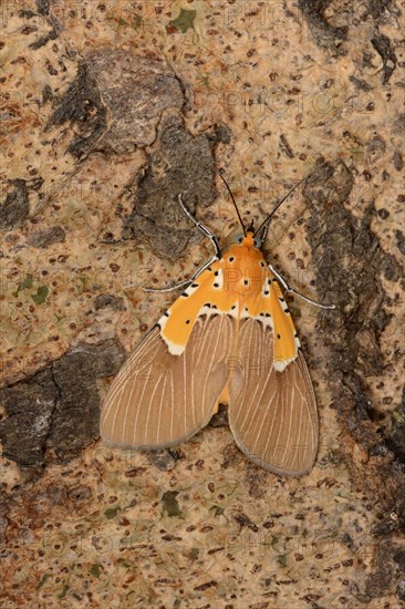 Aganais owlet moth
