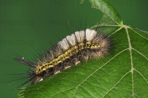 Pale Tussock