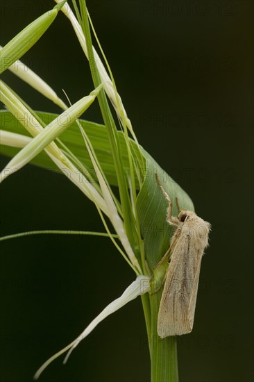 Common Wainscot