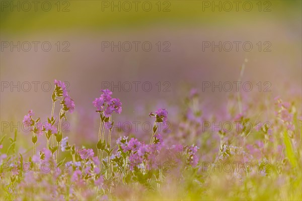 Red campion