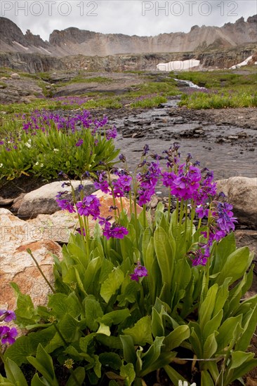 Parry's Primrose