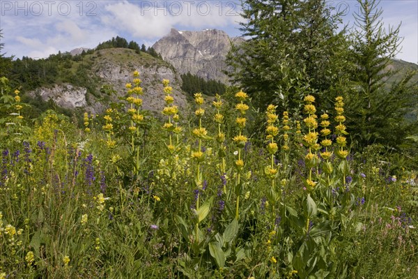 Flowering great yellow gentian