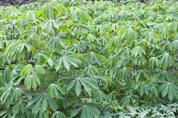 Cassava