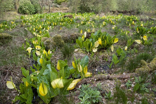 Lysichitum western skunk cabbage