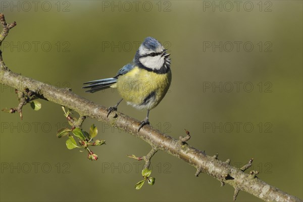 Blue Tit