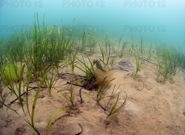 Long-snouted seahorse