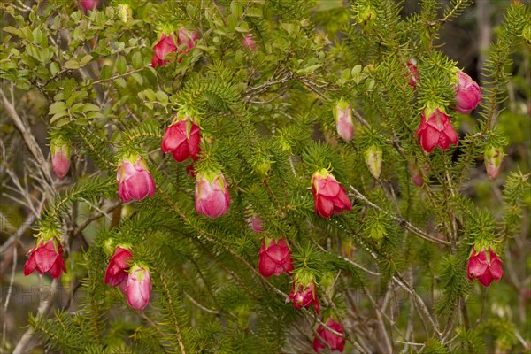 Flowering mountain bell