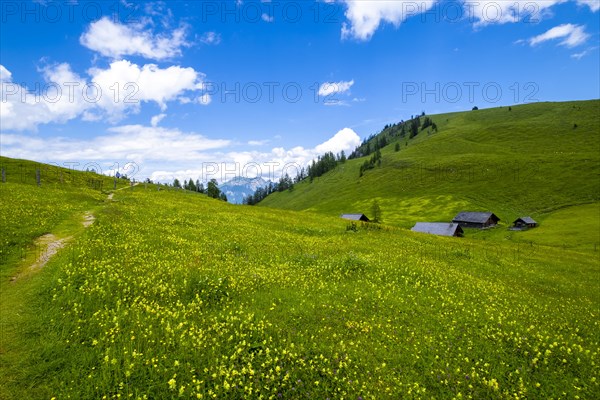 Flower meadow on the Postalm in the Salzkammergut