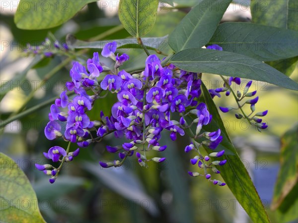 Purple purple coral pea