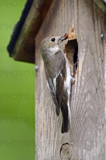 European pied flycatcher