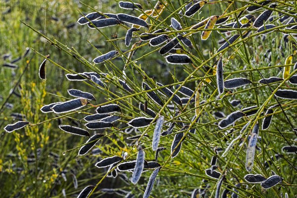 Common broom