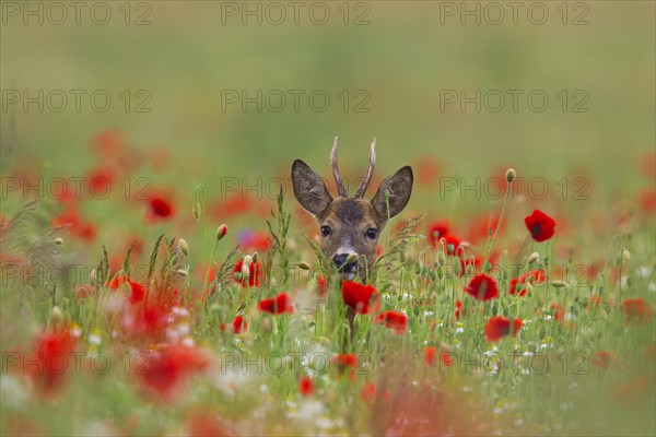 Roe deer