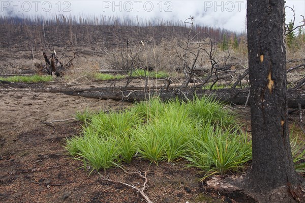 New grass sprouts growing on scorched earth between charred logs after a forest fire