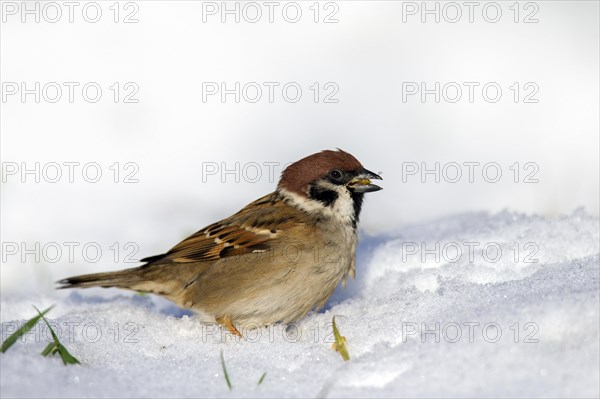 Eurasian tree sparrow