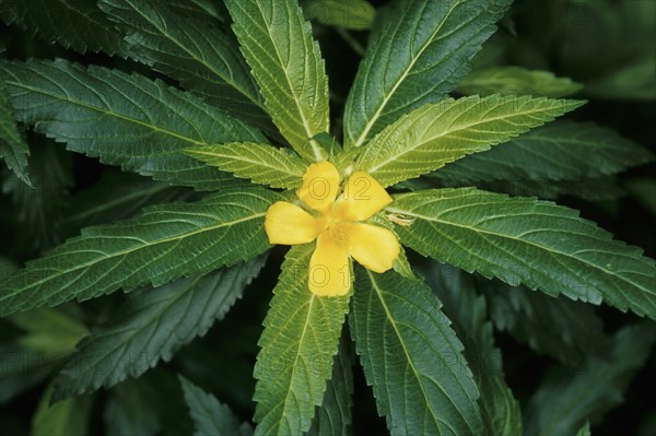 Narrow-leaved damiana