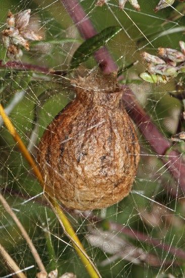 Wasp spider