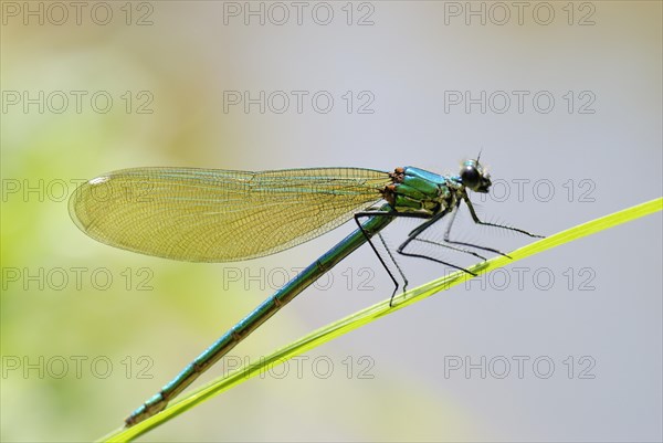 Banded demoiselle