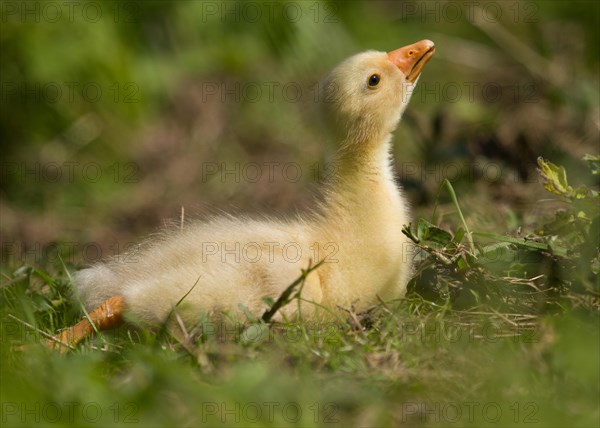 Domestic Goose