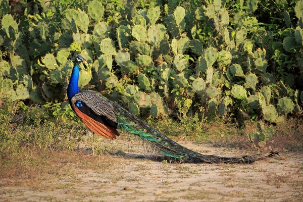 Indian peafowl