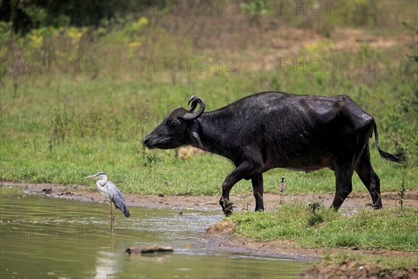 Water buffalo