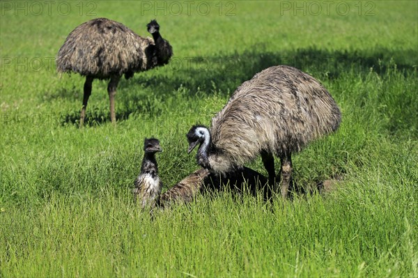 Emu