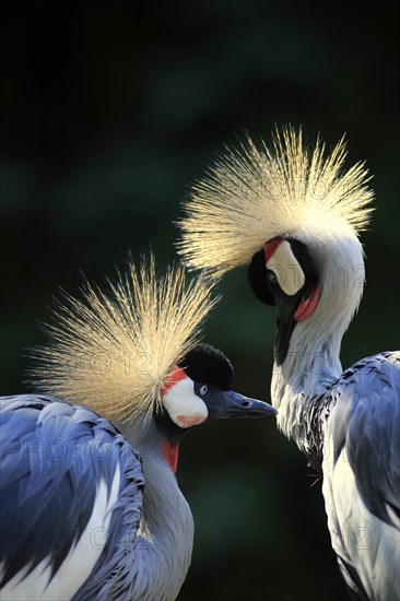 Crowned Crane