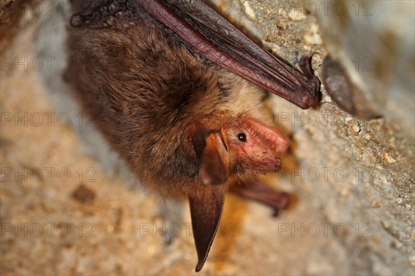 Bechstein's bat