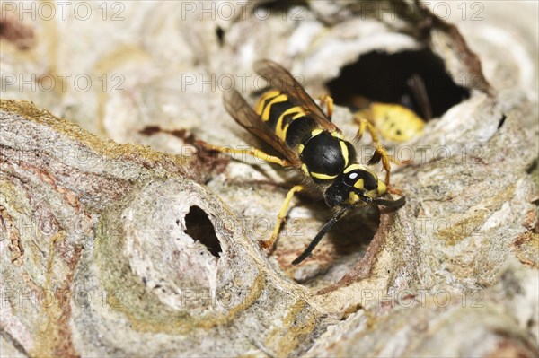 German wasp