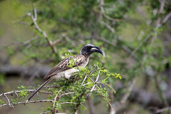 Grey Hornbill