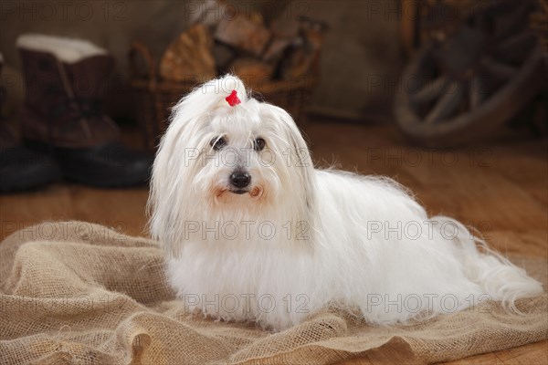 Coton de Tulear