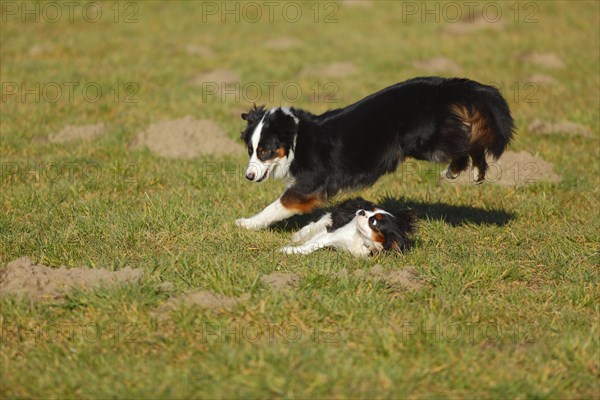 Australian Shepherd