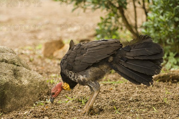 Big-footed chicken