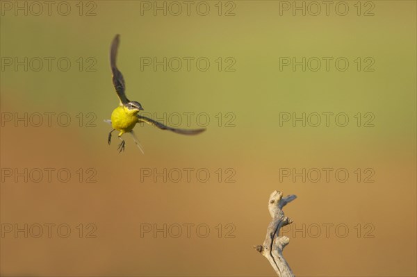 Blue-headed wagtail