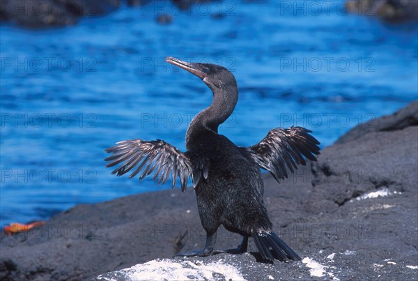 Flightless Cormorant