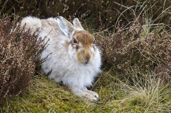 Mountain Hare