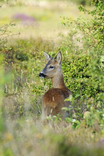 Western european roe deer