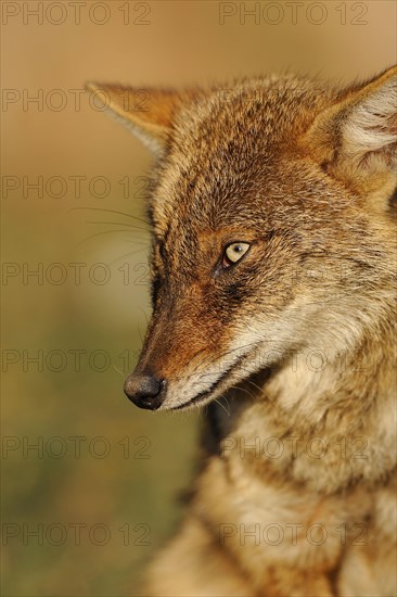 Golden Jackal