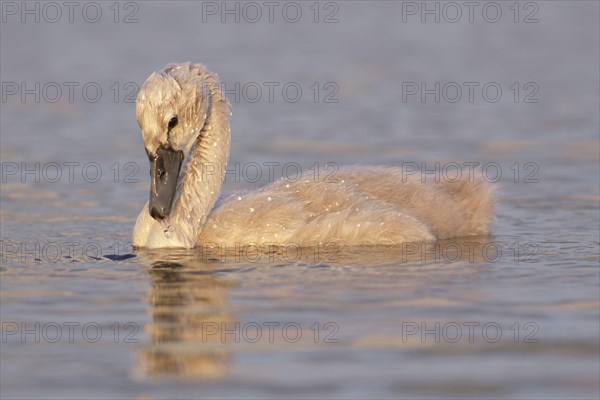 Mute Swan