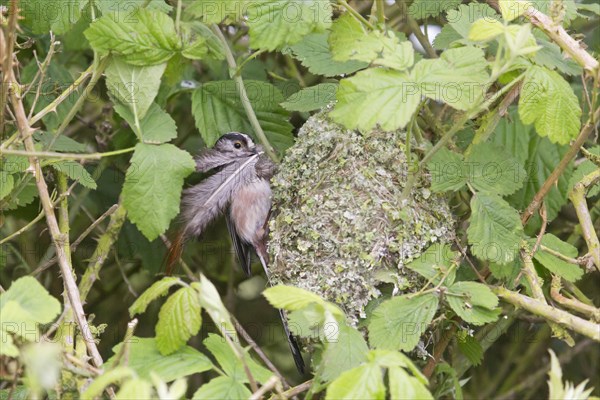 Long-tailed tit